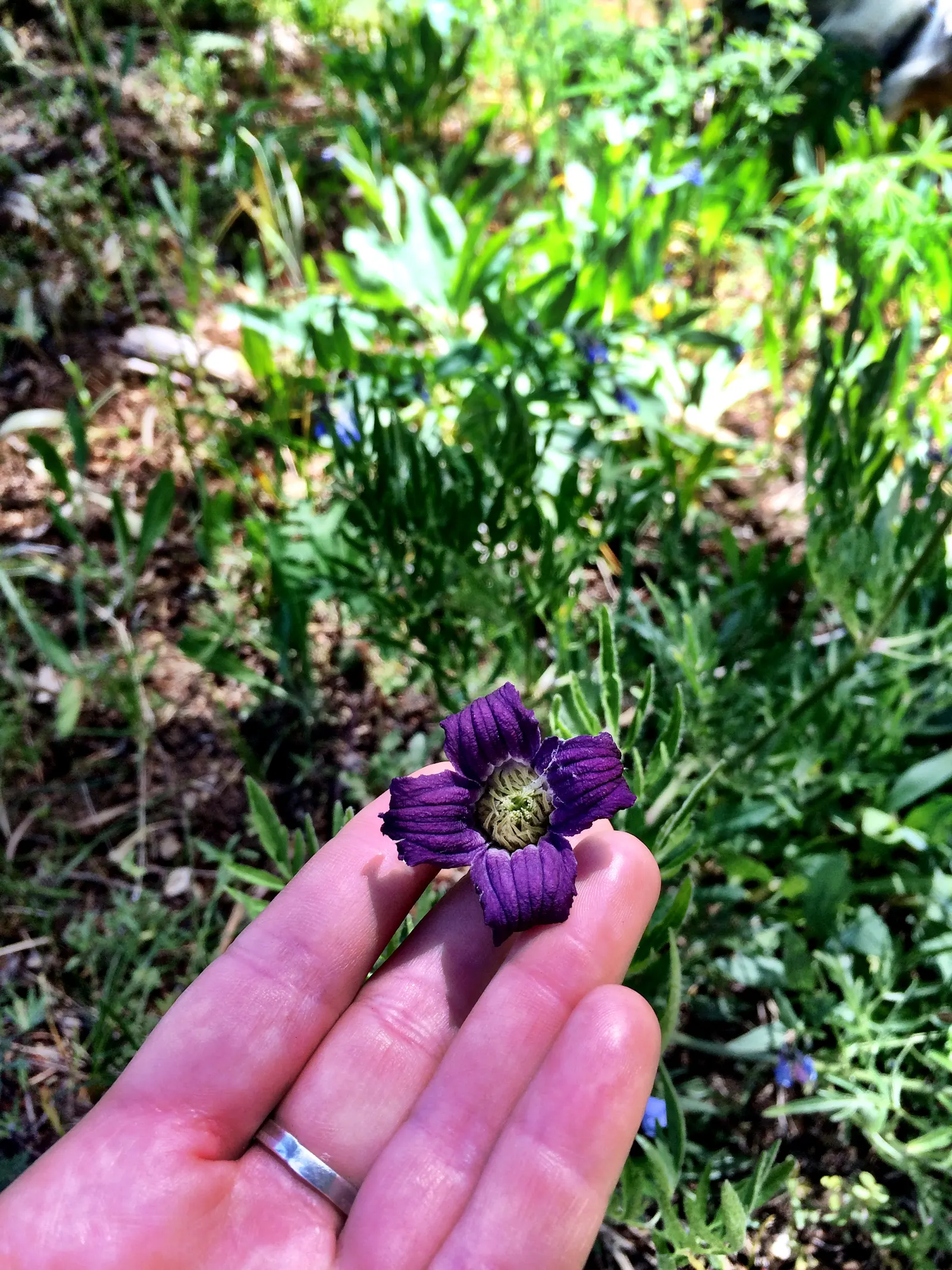 Leatherflower (Clematis Viorna) — leather-textured blossoms in colors ranging from pink to deep purple; native to Eastern North America, image 152