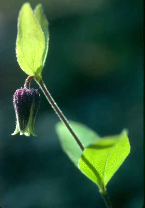 Leatherflower (Clematis Viorna) — vine for full or half