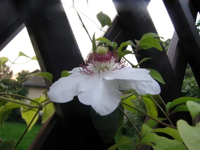 Leatherflower (Clematis Viorna) — native to Eastern North America; the flowers bloom from late spring to early fall, image 71