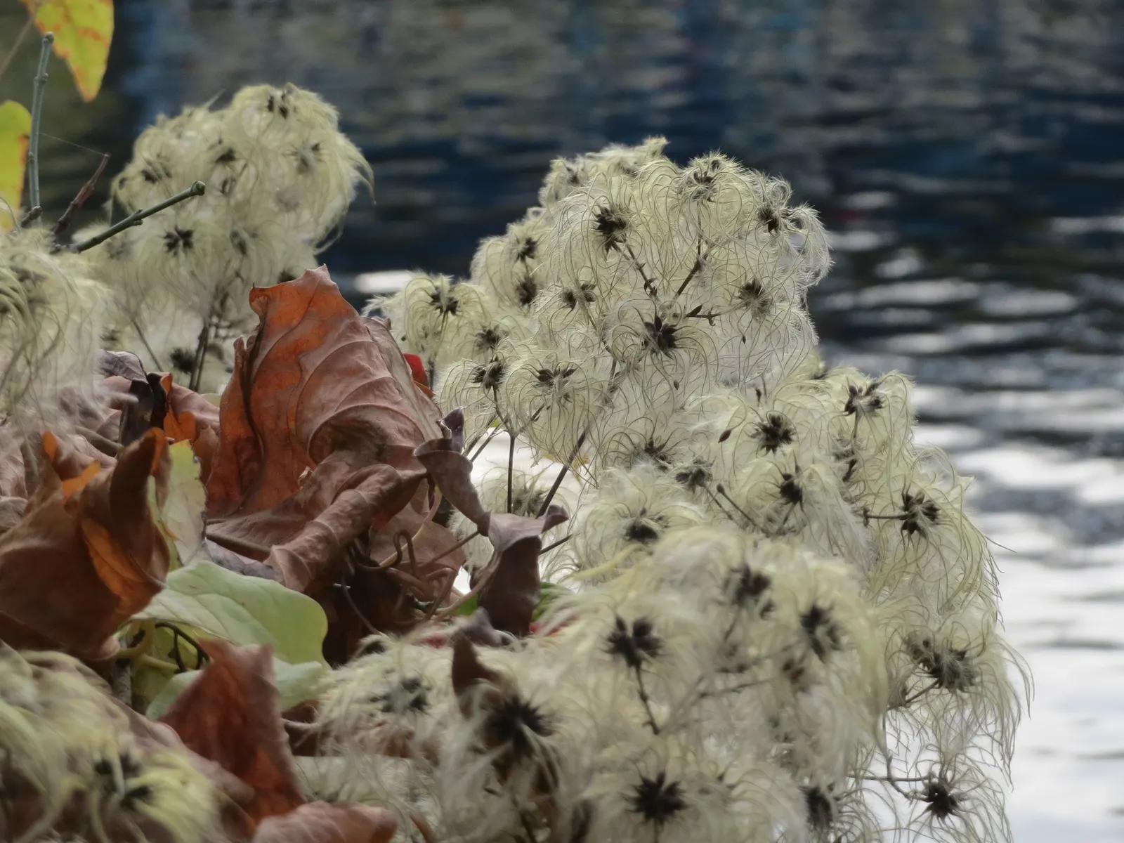 Leatherflower (Clematis Viorna) — Hardy, it's a stunning addition for garden trellises or fences; the seed heads that follow the blooms offer additional