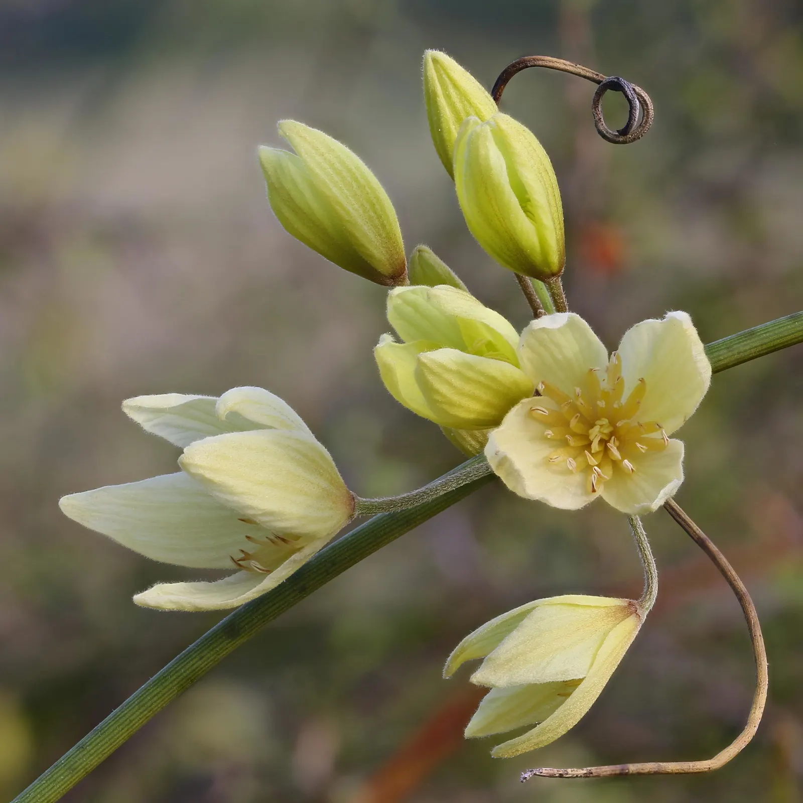 Leatherflower (Clematis Viorna) — Flowers bloom from late spring to early fall