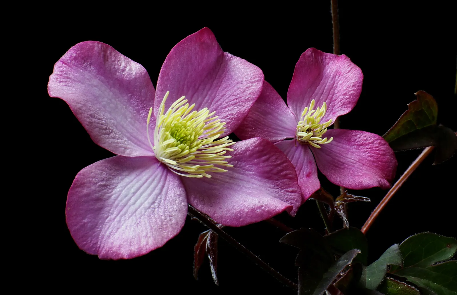 Leatherflower (Clematis Viorna) — vine with lavender and purple blooms; <br><br>With a moderate growth pace