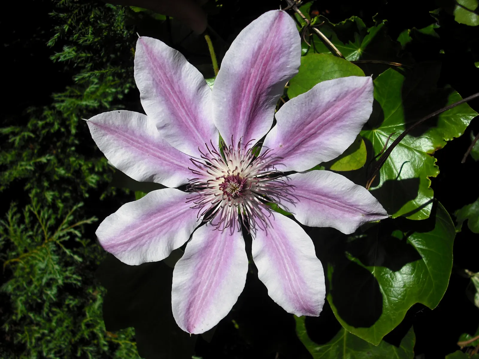 Leatherflower (Clematis Viorna) — reaching a length of 3-6 inches; when integrating Leatherflower into your designs, image 154