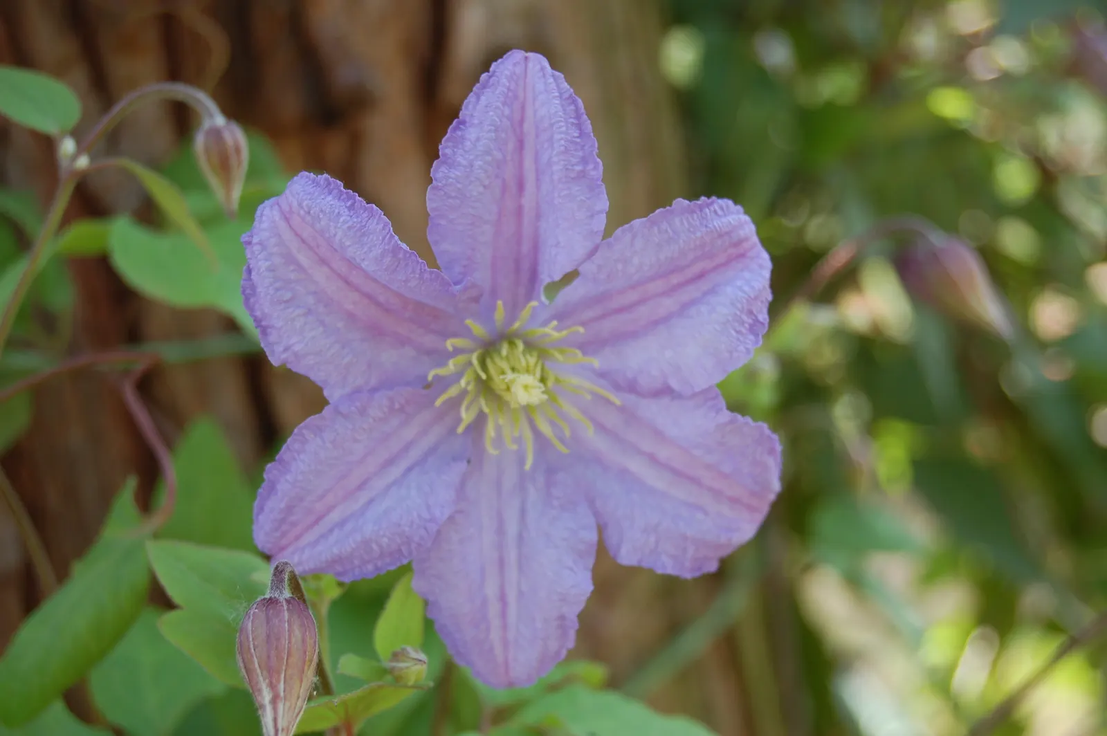 Leatherflower (Clematis Viorna) — lending texture to the winter landscape