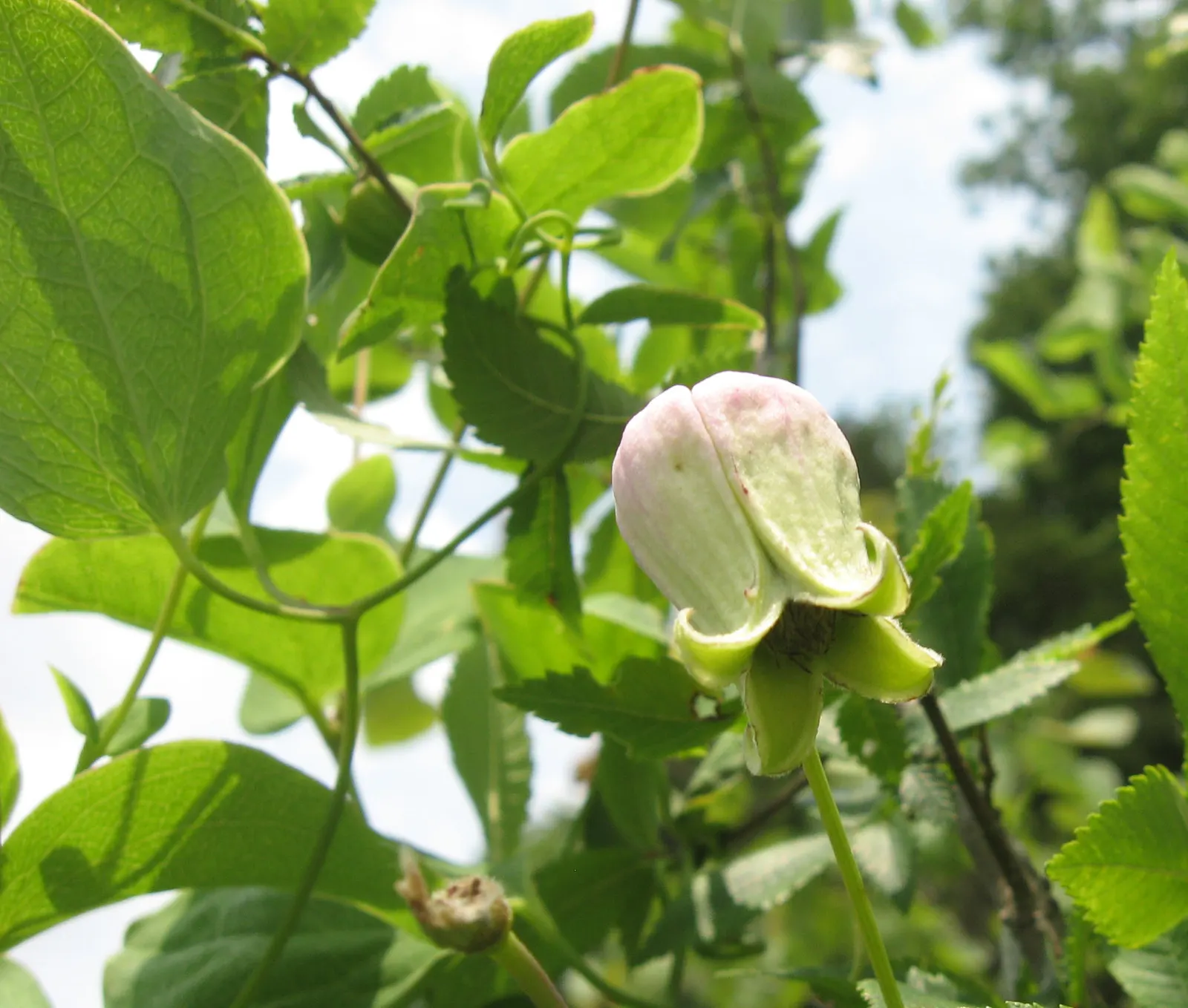 Leatherflower (Clematis Viorna) — with an equally appealing silvery seed heads post-bloom; leather-textured blossoms in colors ranging from pink to, image 125