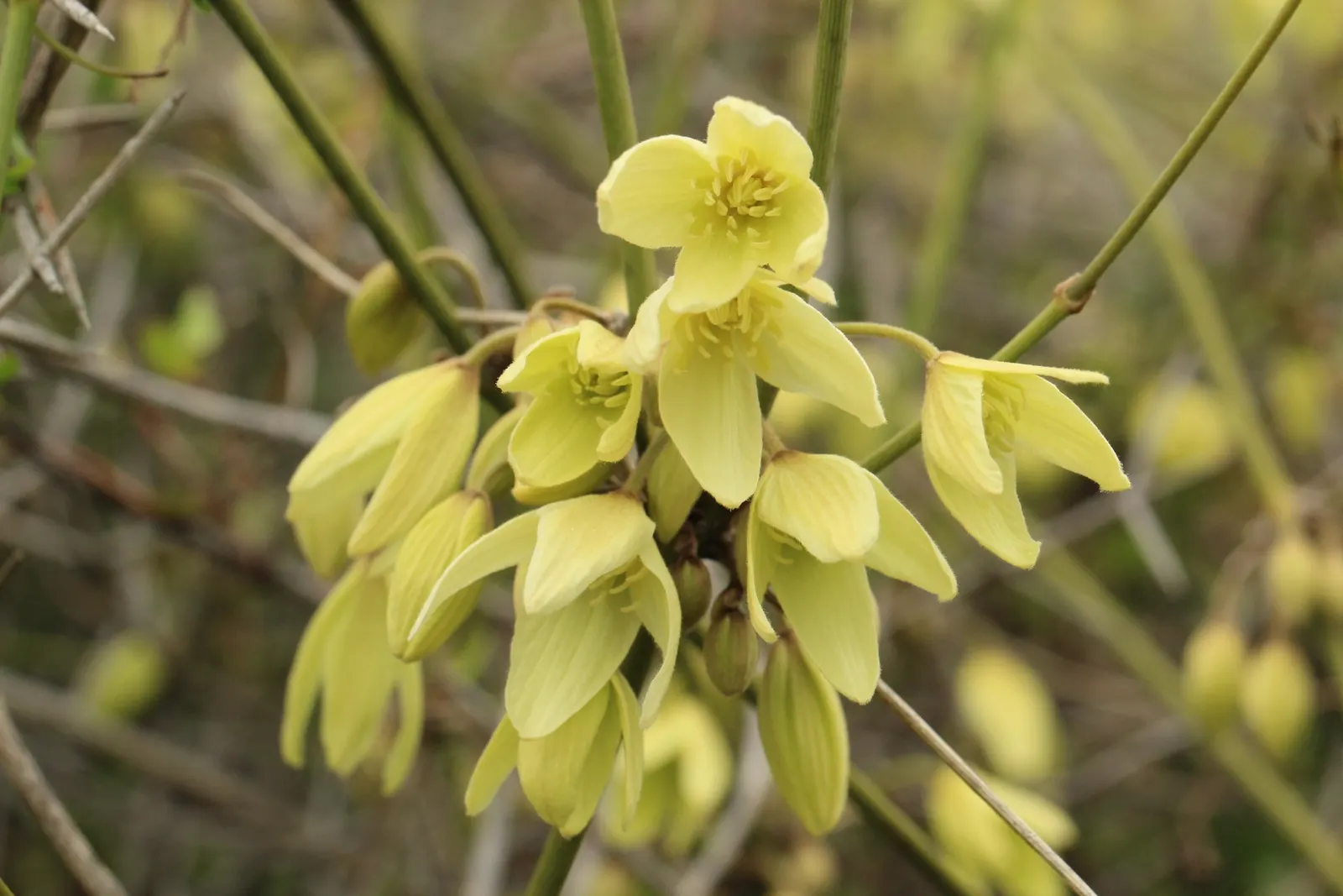 Leatherflower (Clematis Viorna) — <br><br>With a moderate growth pace; it prefers a sunny to partly shaded location with well-draining soil, thriving in USDA