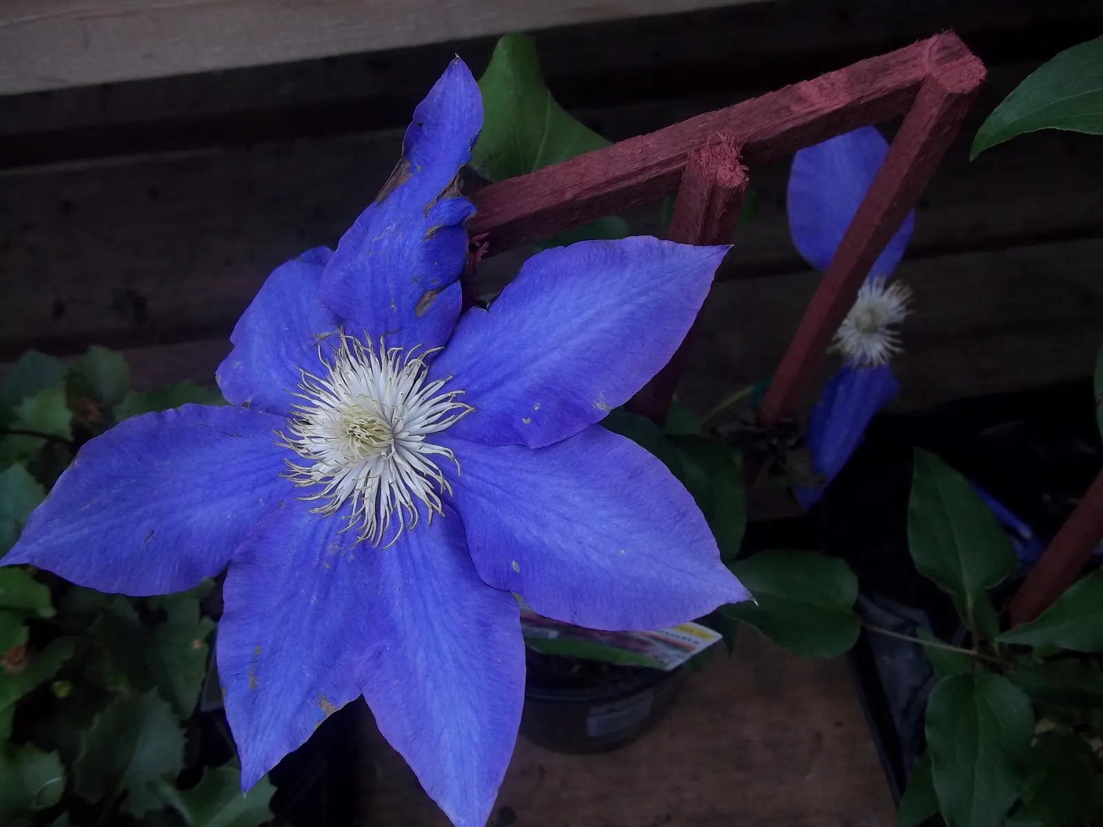 Leatherflower (Clematis Viorna) — Clematis viorna is well-suited for trellises
