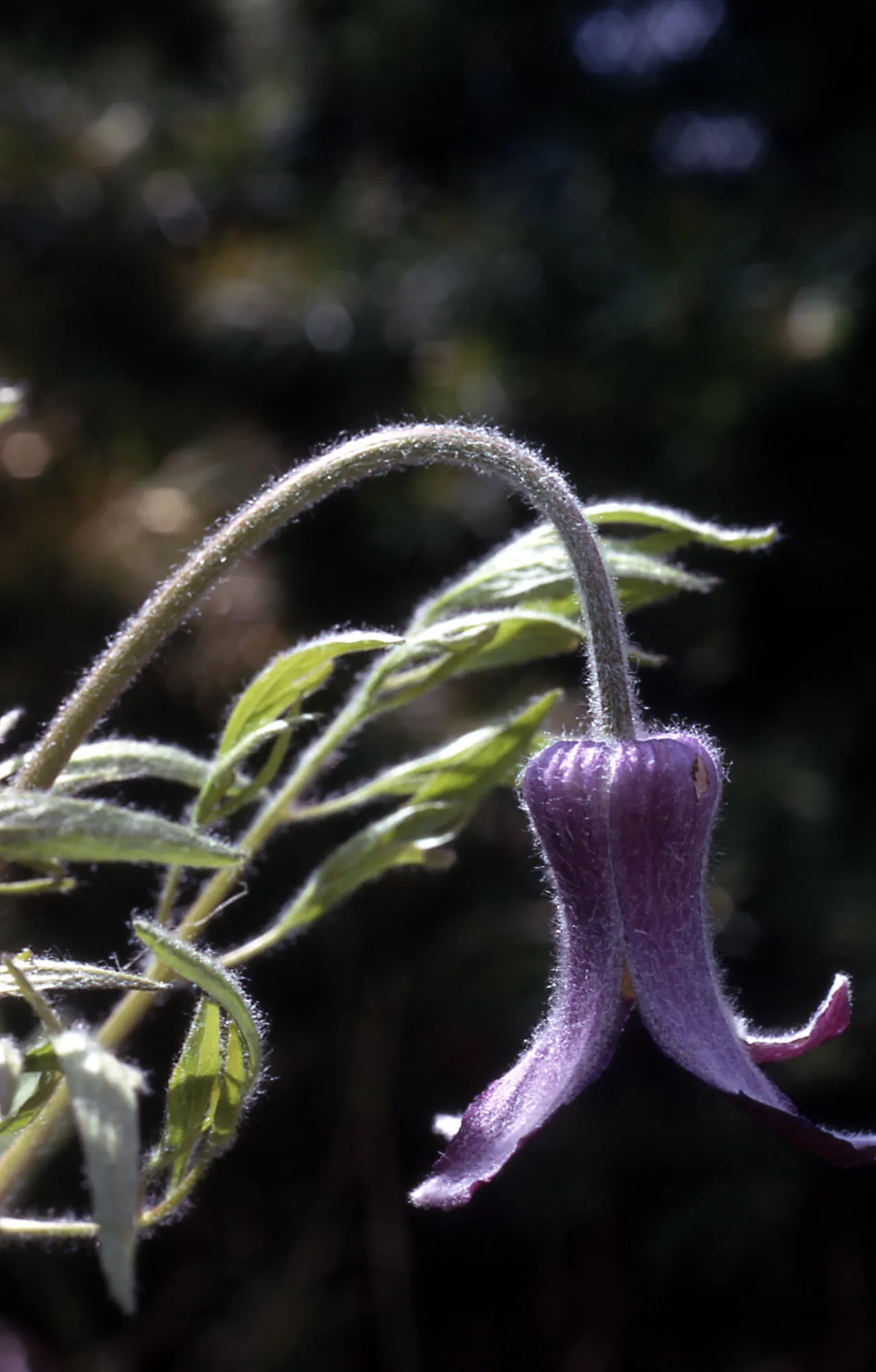 Leatherflower (Clematis Viorna) — Hardy, it's a stunning addition for garden trellises or fences; the seed heads that follow the blooms offer, image 68