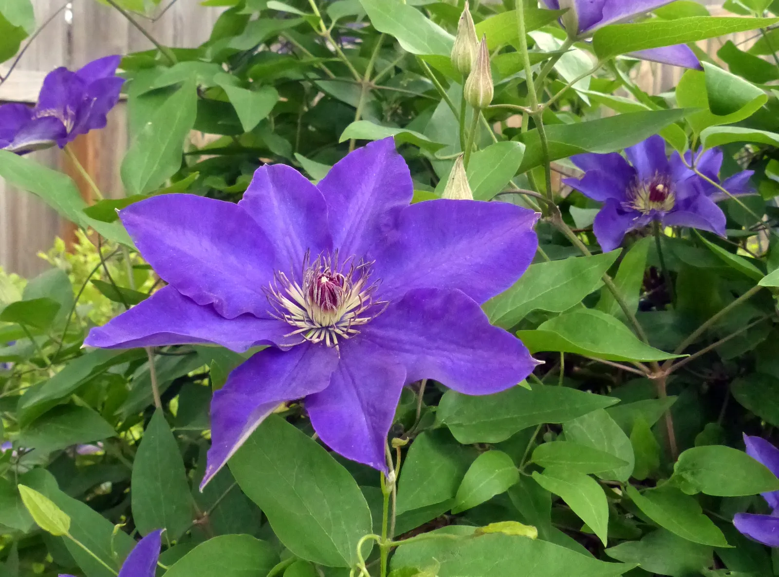 Leatherflower (Clematis Viorna) — reaching a length of 3-6 inches