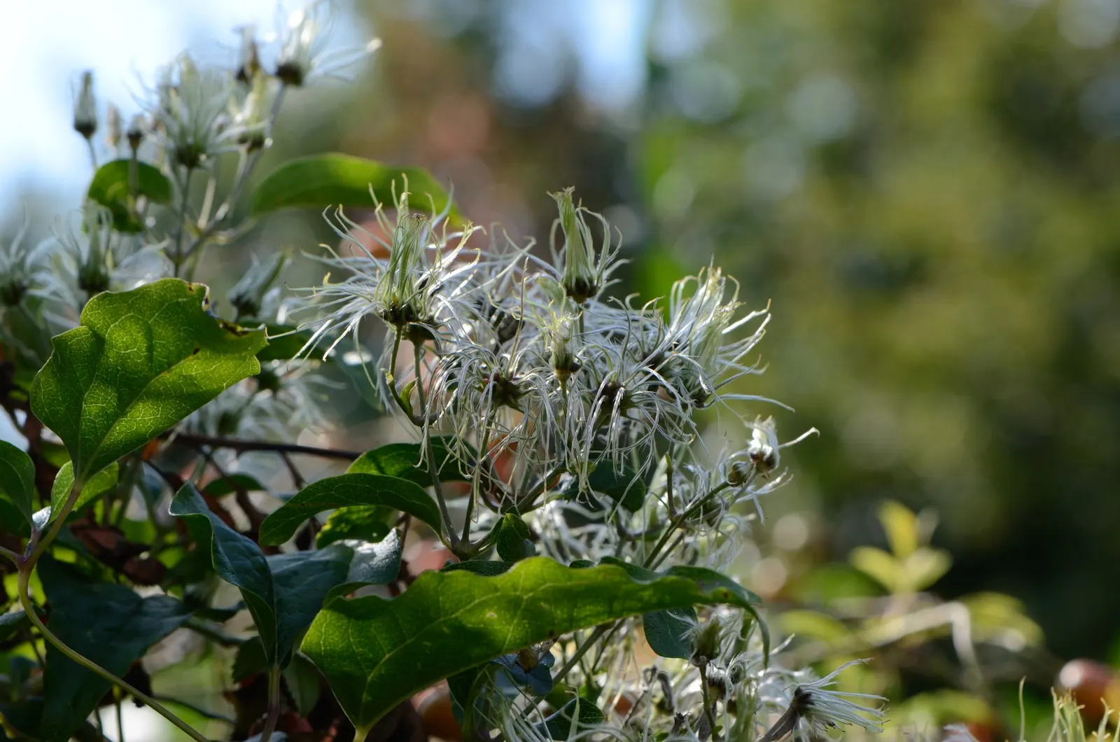 Leatherflower (Clematis Viorna) — Clematis viorna is well-suited for trellises; features captivating bell-shaped flowers with a leathery texture