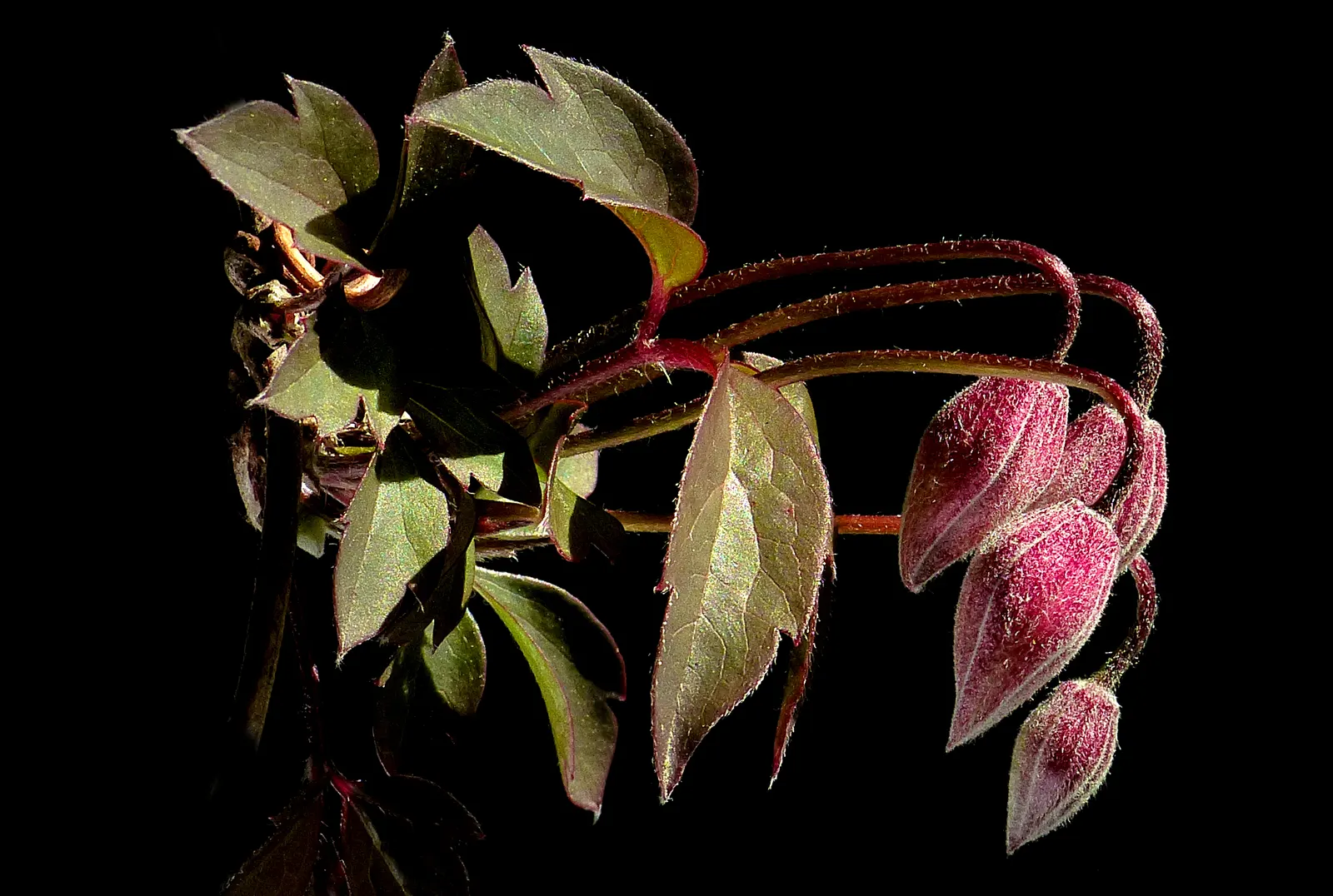 Leatherflower (Clematis Viorna) — vine with lavender and purple blooms; <br><br>With a moderate growth pace, image 89