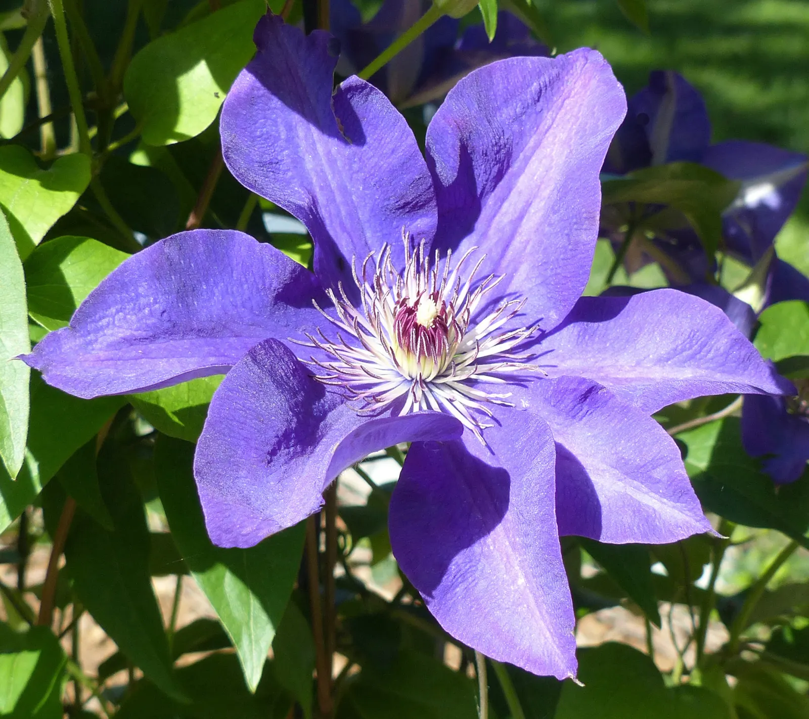 Leatherflower (Clematis Viorna) — <br><br>With a moderate growth pace; it prefers a sunny to partly shaded location with well-draining soil, image 80