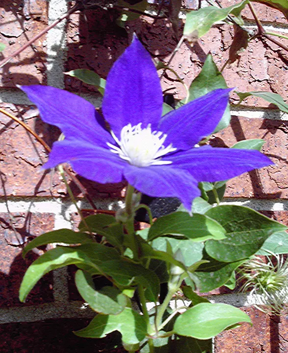 Leatherflower (Clematis Viorna) — offering a unique mix of beauty and hardiness; and a structure to support its 6-10 feet climb, image 130