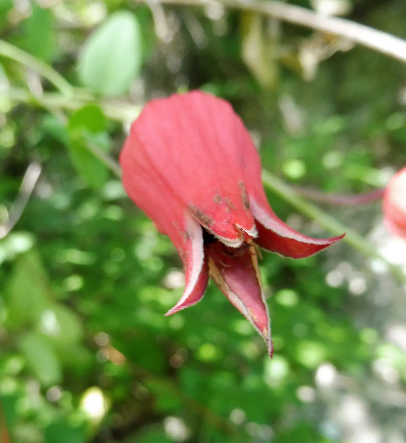 Leatherflower (Clematis Viorna) — reaching a length of 3-6 inches; when integrating Leatherflower into your designs, image 64