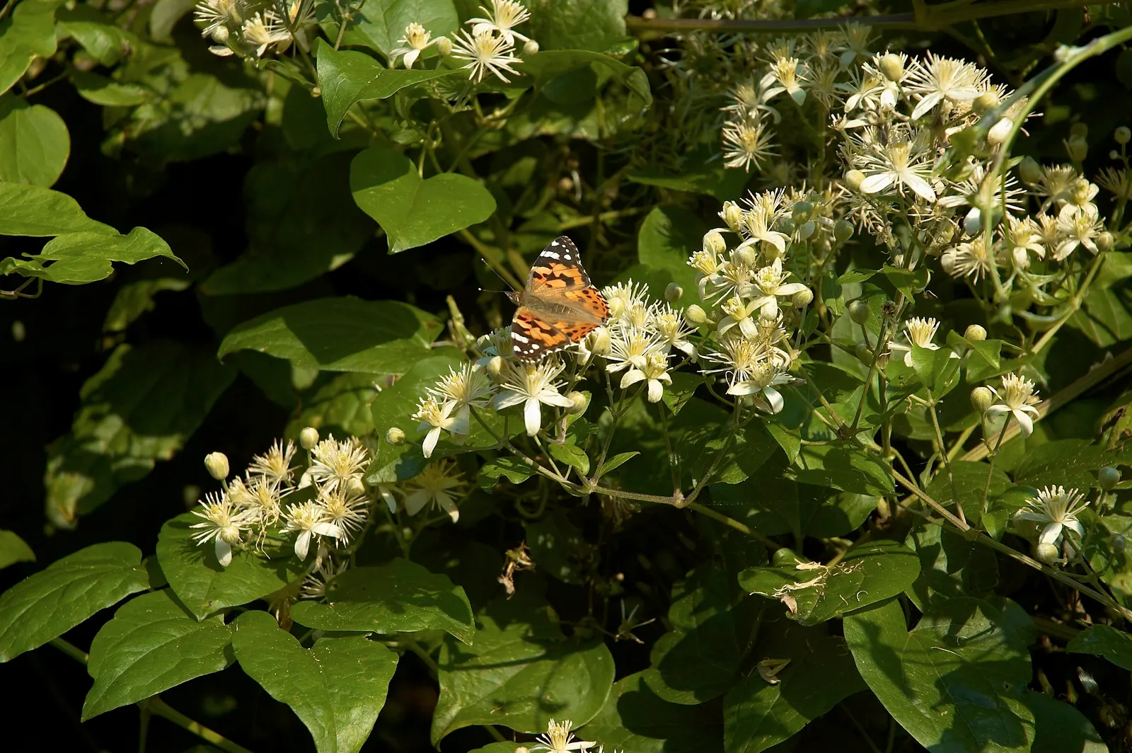 Leatherflower (Clematis Viorna) — reaching a length of 3-6 inches; when integrating Leatherflower into your designs