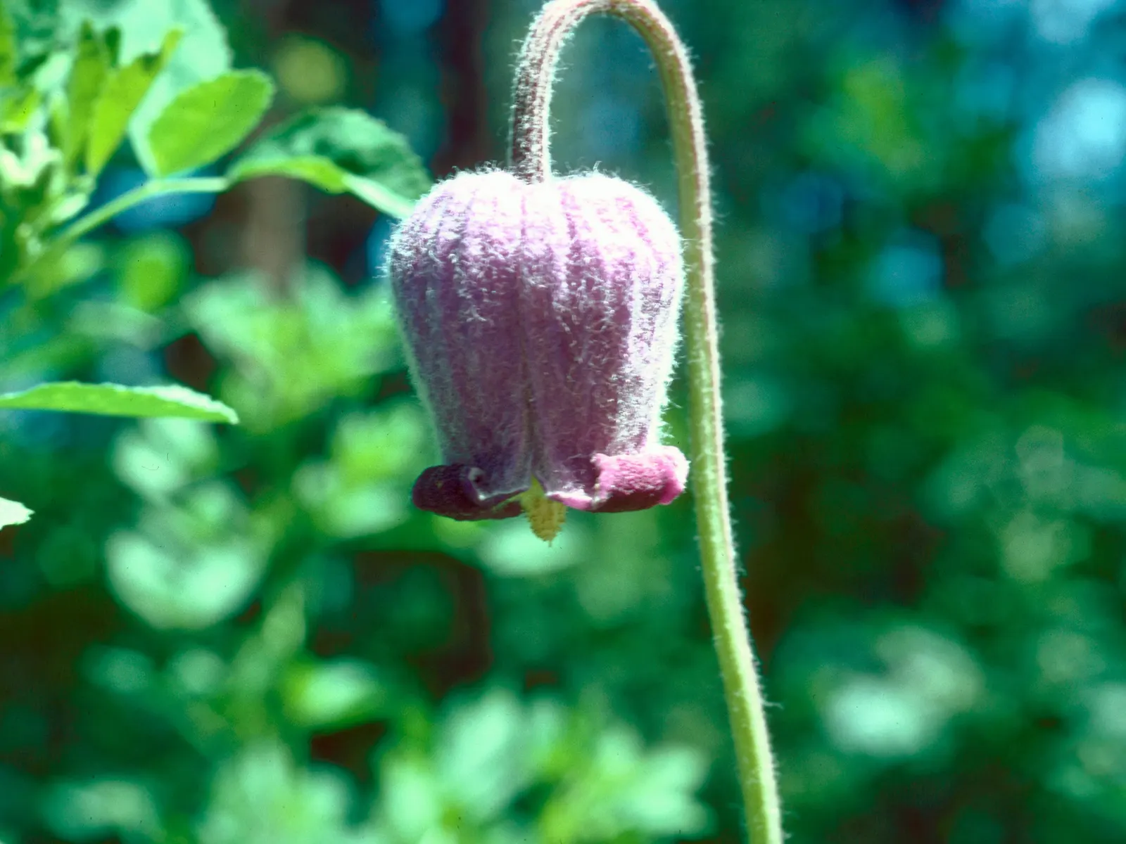 Leatherflower (Clematis Viorna) — moist conditions and benefit from mulching or the shade of low-growing companion plants; offering a unique mix of, image 79