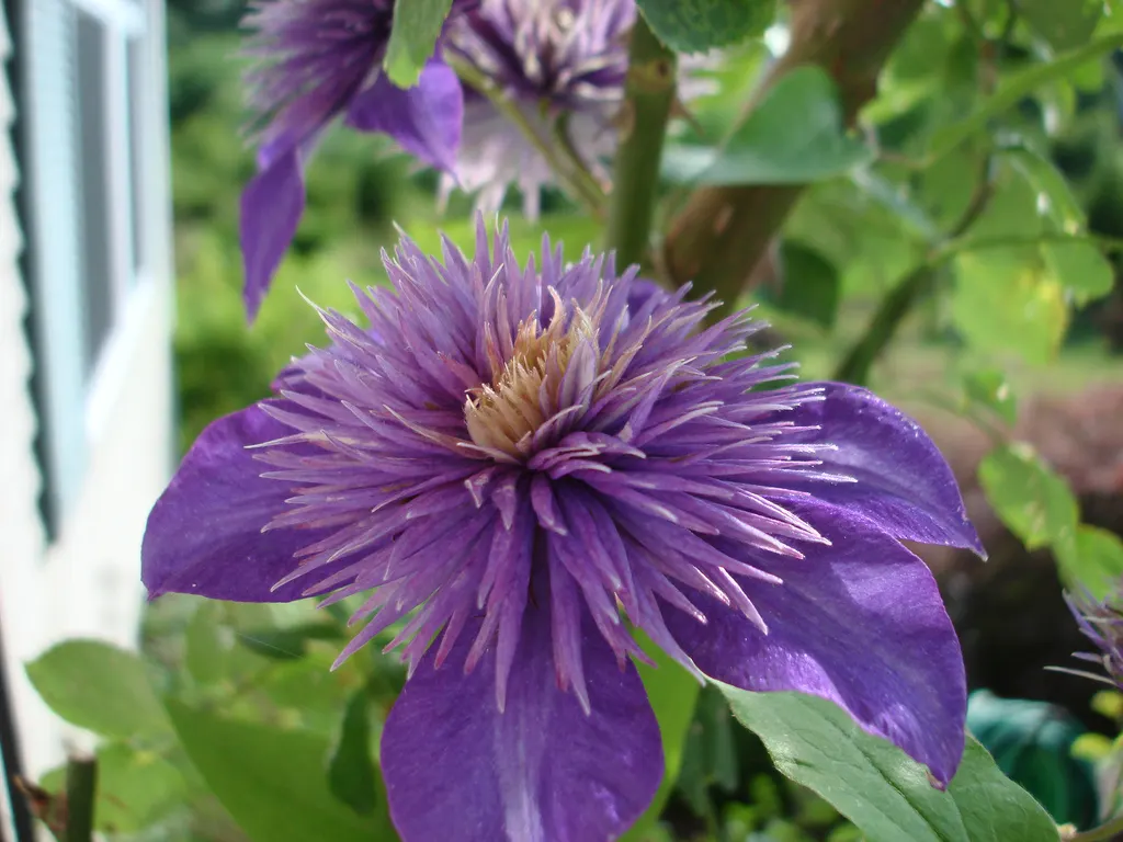 Leatherflower (Clematis Viorna) — Leatherflower maintains its shape and vigor; lending texture to the winter landscape, image 81