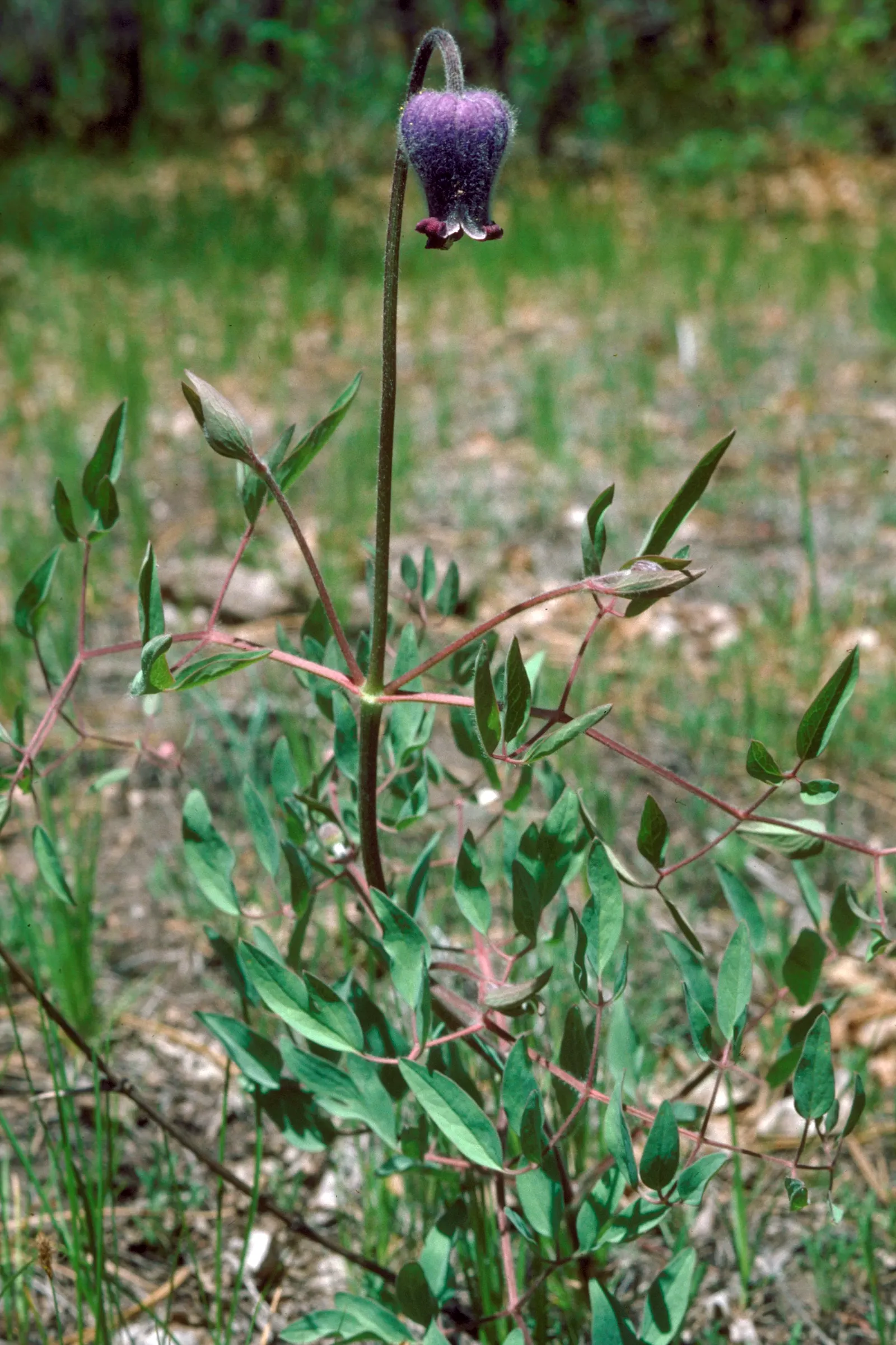 Leatherflower (Clematis Viorna) — its low maintenance and resilient nature make it an alluring prospect for any client's garden; vine with lavender and purple