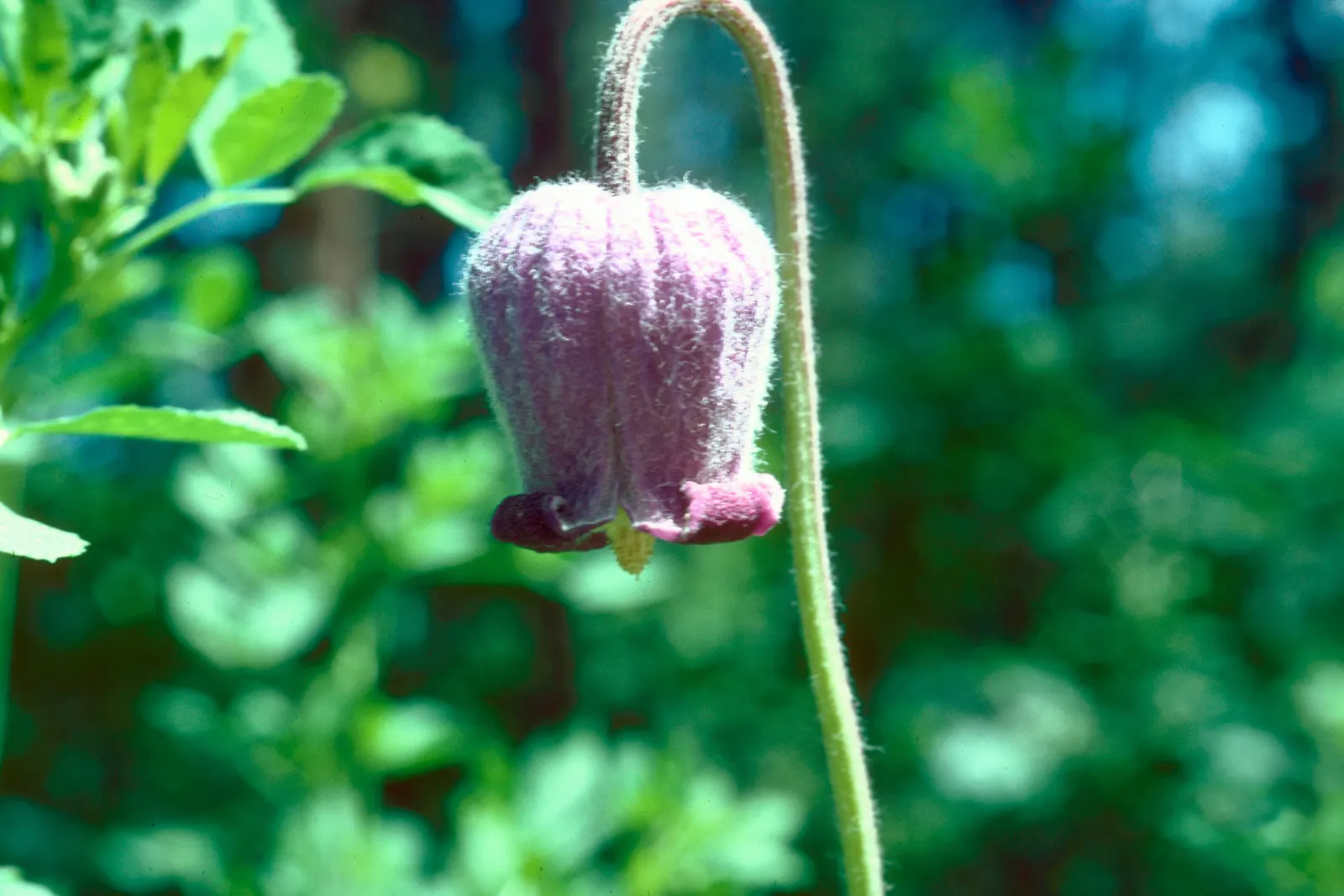 Leatherflower (Clematis Viorna) — making it an excellent choice for vertical interest; moist conditions and benefit from mulching or the shade of low-growing