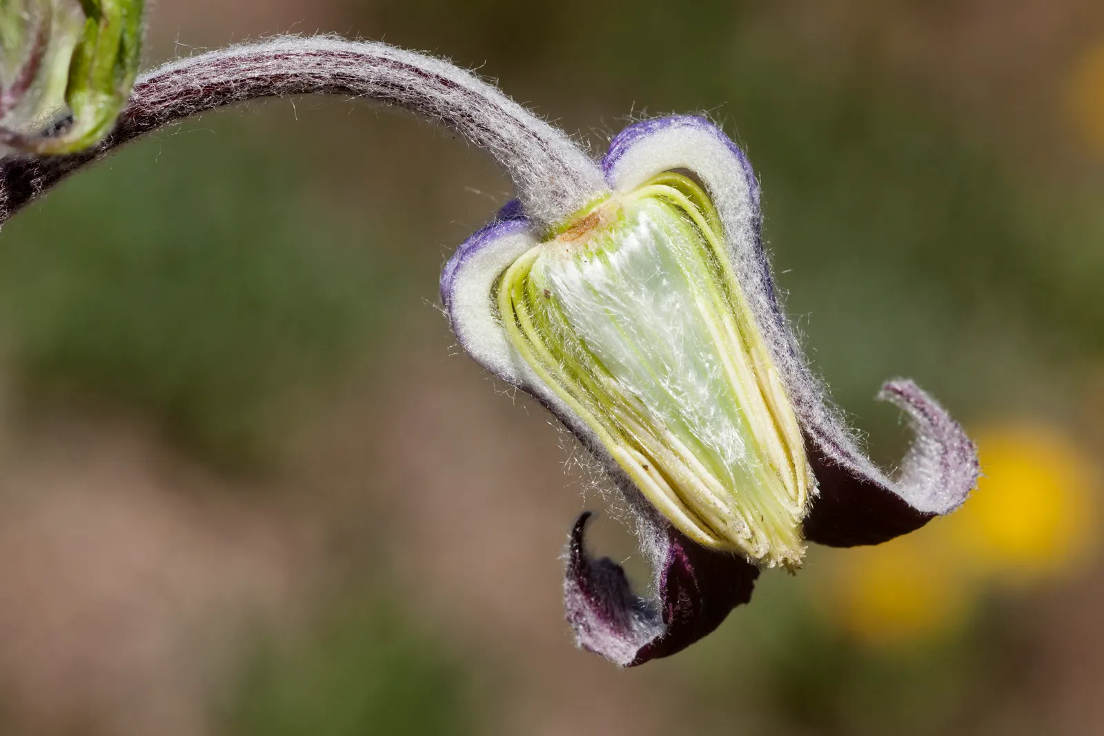 Leatherflower (Clematis Viorna) — native to Eastern North America; the flowers bloom from late spring to early fall, image 161