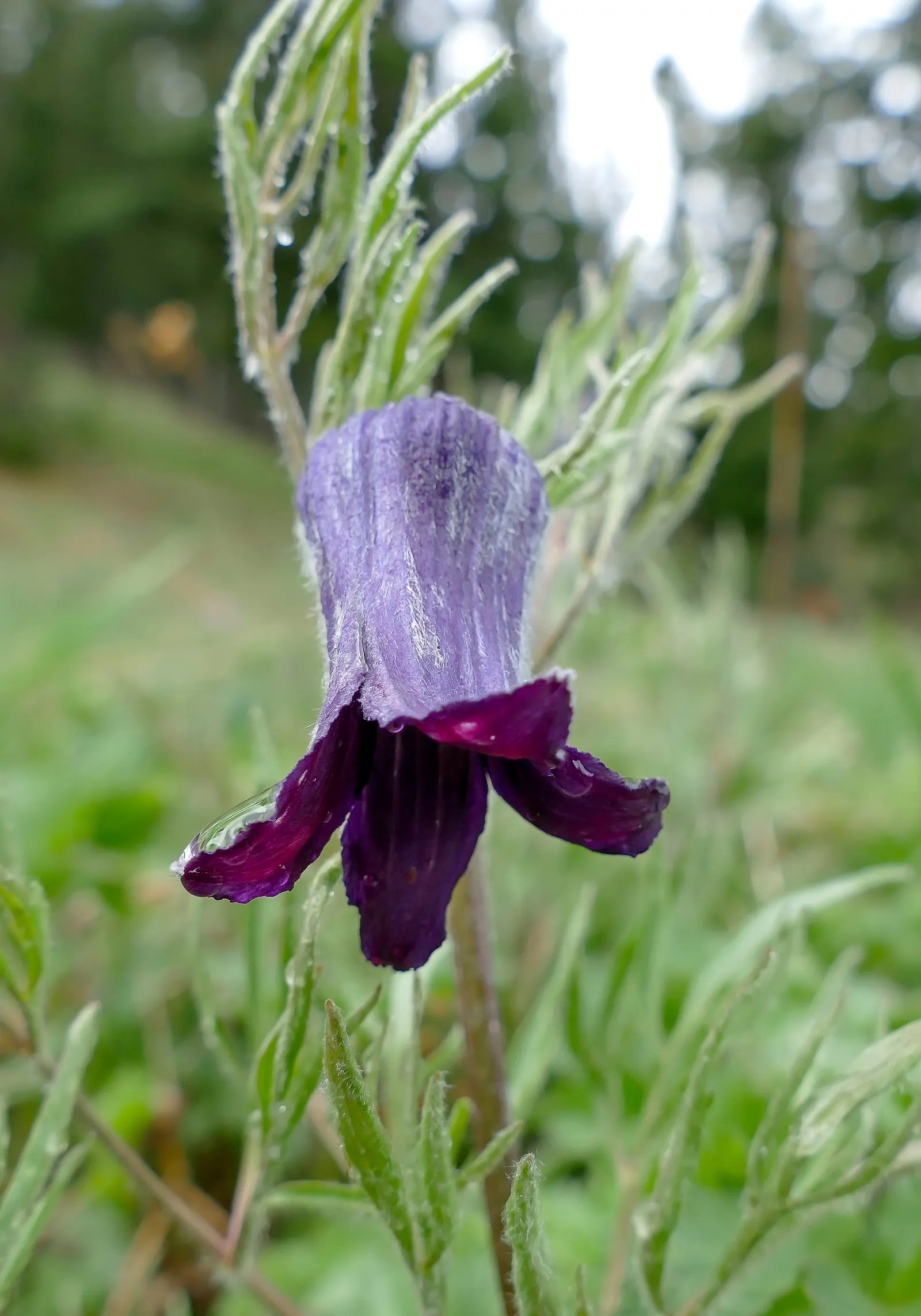 Leatherflower (Clematis Viorna) — This North American native prefers well-drained soil
