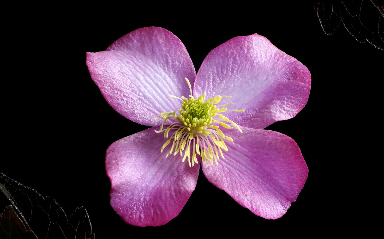Leatherflower (Clematis Viorna) — is a climbing vine with urn-shaped; reaching a length of 3-6 inches, image 121