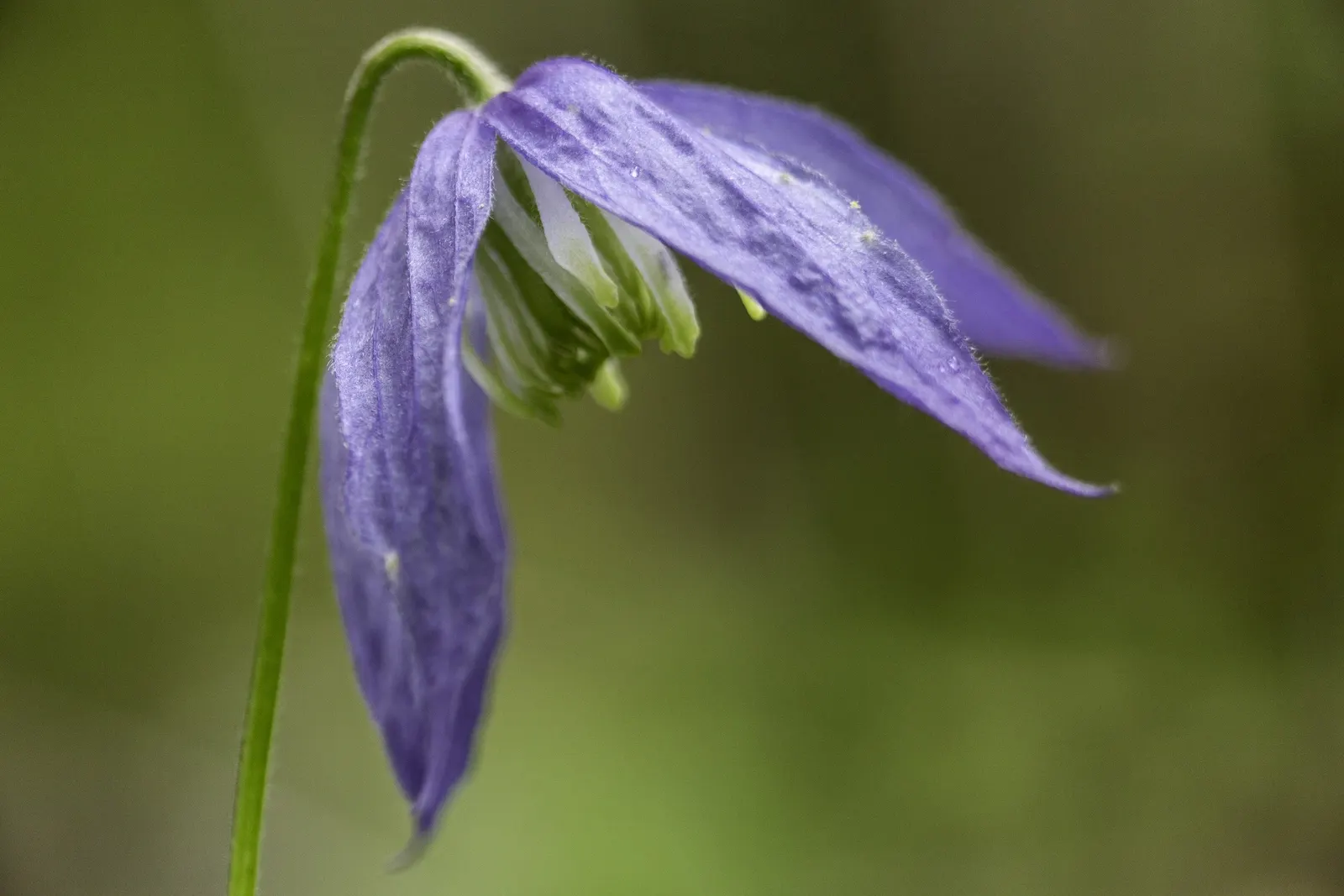 Leatherflower (Clematis Viorna) — with an equally appealing silvery seed heads post-bloom; leather-textured blossoms in colors ranging from pink to, image 155