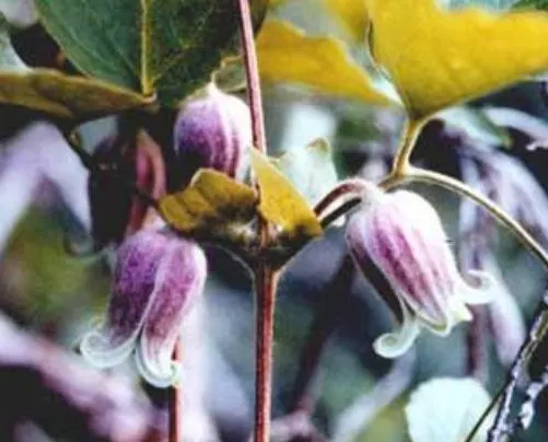 Leatherflower (Clematis Viorna) — Flowers bloom from late spring to early fall; its roots appreciate cool, image 63