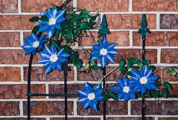 Leatherflower (Clematis Viorna) — When integrating Leatherflower into your designs; this clematis is also less susceptible to clematis wilt, a, image 115