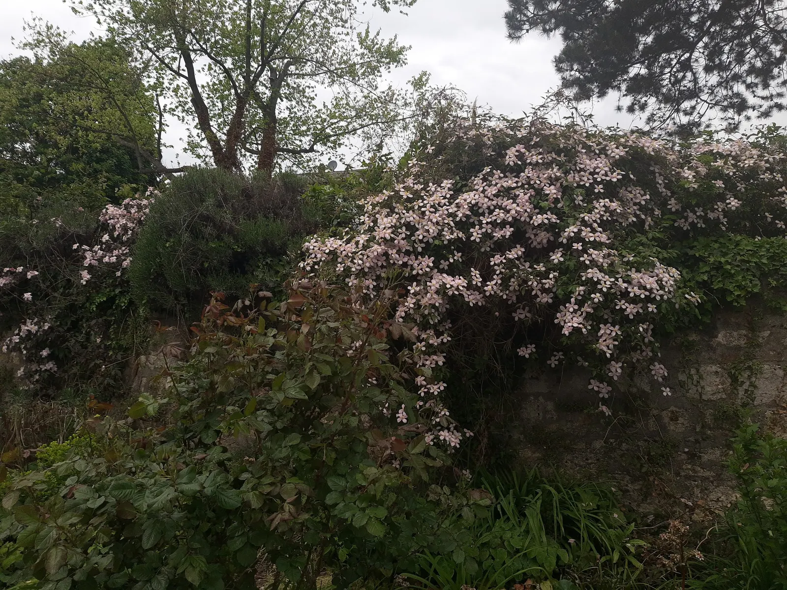 Leatherflower (Clematis Viorna) — its low maintenance and resilient nature make it an alluring prospect for any client's garden; vine with lavender, image 146