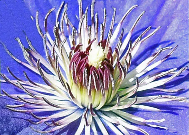 Leatherflower (Clematis Viorna) — offering a unique mix of beauty and hardiness; and a structure to support its 6-10 feet climb, image 70