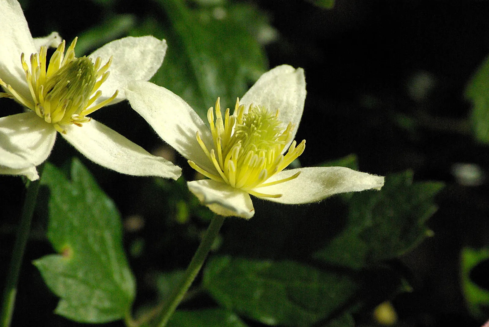 Leatherflower (Clematis Viorna) — Hardy, it's a stunning addition for garden trellises or fences