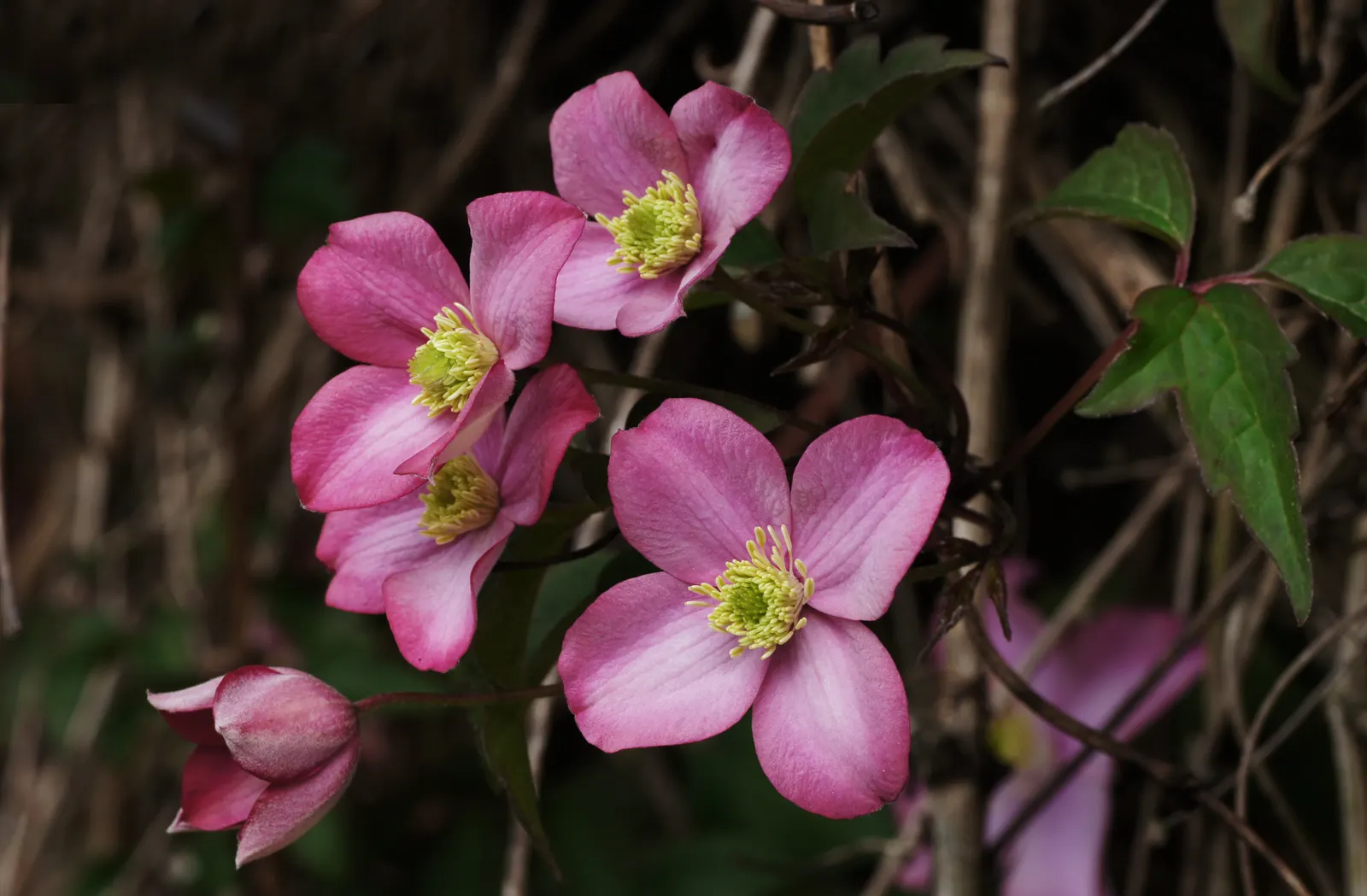 Leatherflower (Clematis Viorna) — This North American native prefers well-drained soil; is an elegant addition to any landscape design, image 96