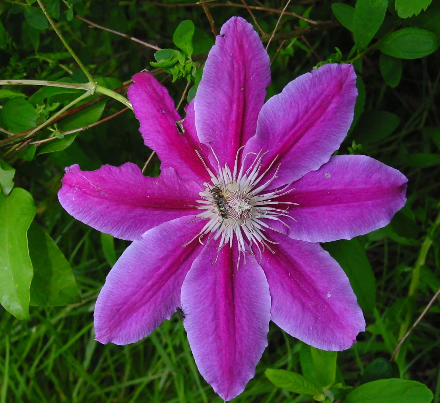 Leatherflower (Clematis Viorna) — is an elegant addition to any landscape design; vine for full or half, image 69