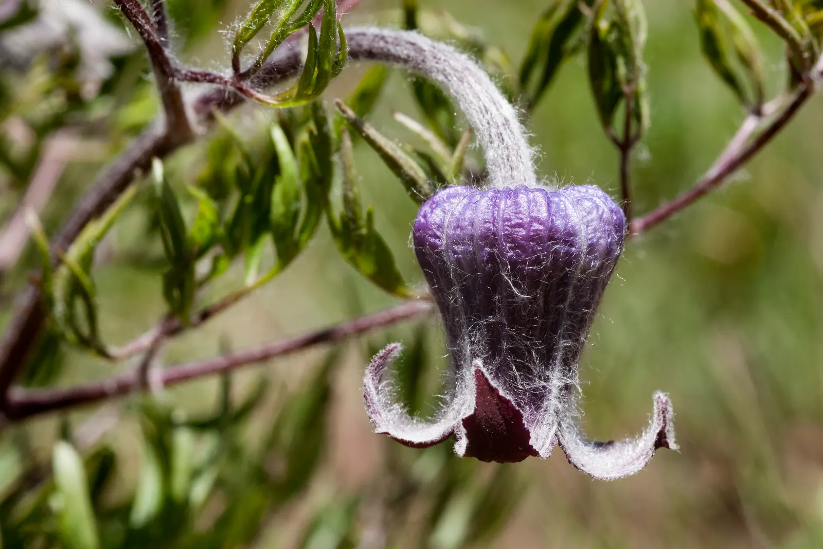 Leatherflower (Clematis Viorna) — <br><br>With a moderate growth pace