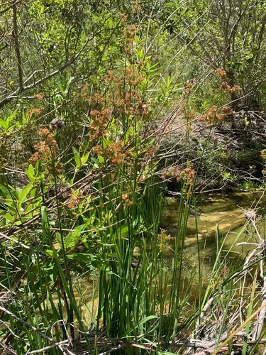 Iris-leaved Rush (Juncus Xiphioides) — a captivating ornamental grass-like perennial