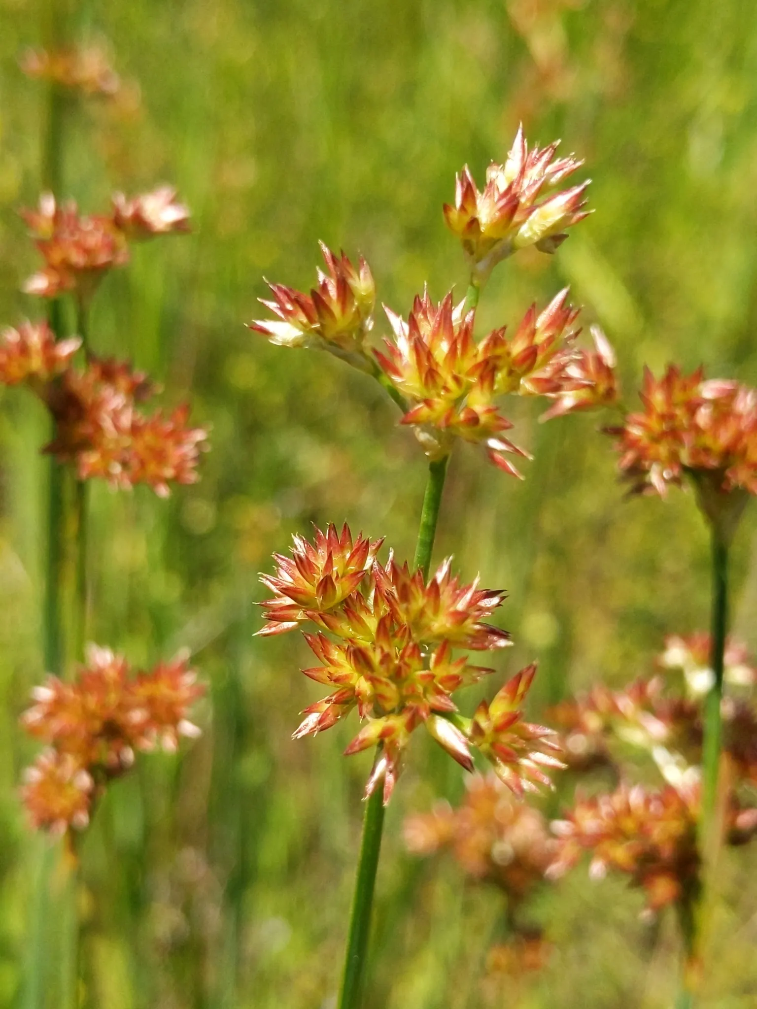 Iris-leaved Rush (Juncus Xiphioides) — Irishleaf Rush (Juncus xiphioides)