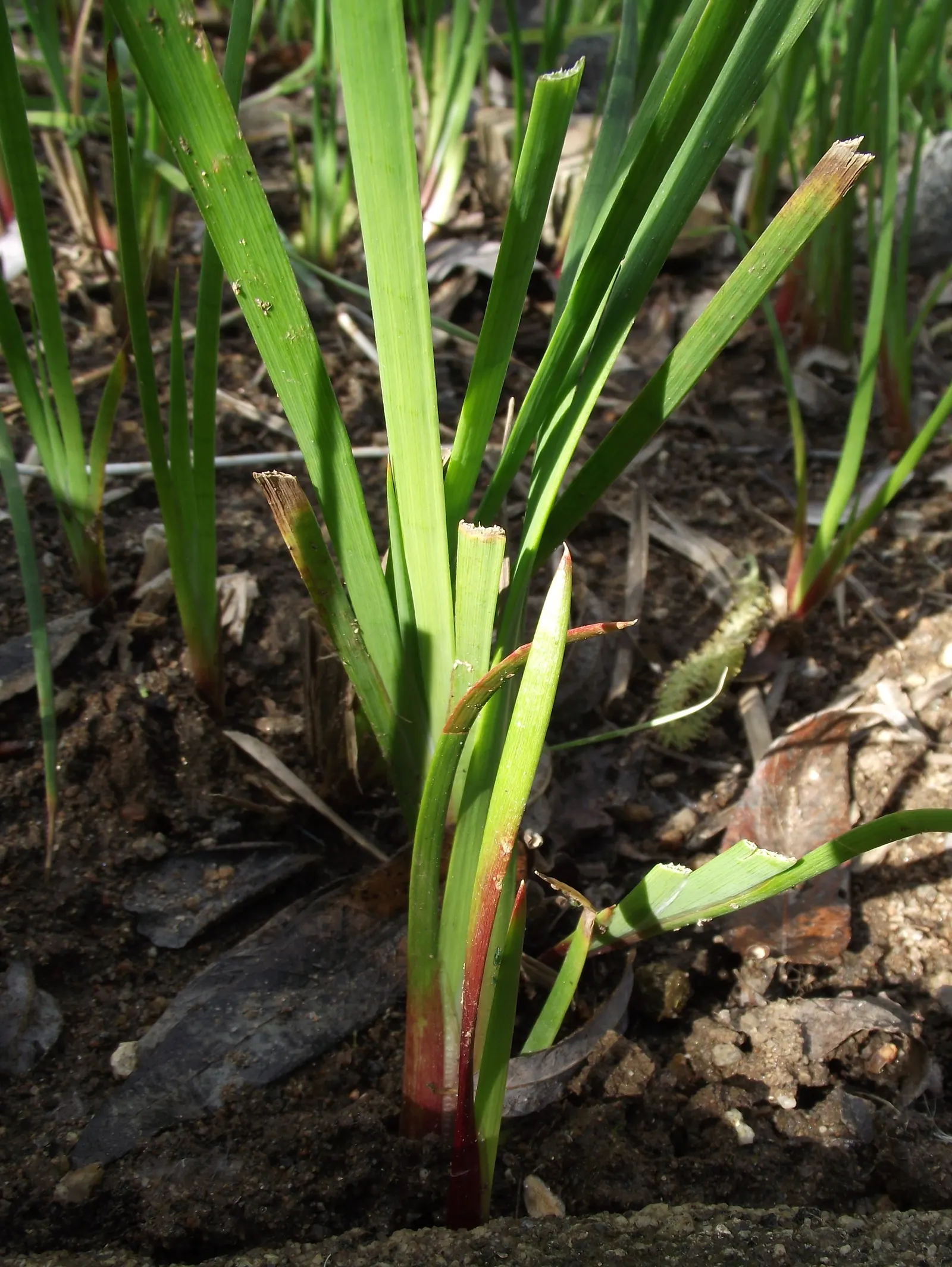Iris-leaved Rush (Juncus Xiphioides) — Ideal for water features or bog gardens in USDA zones 5-9