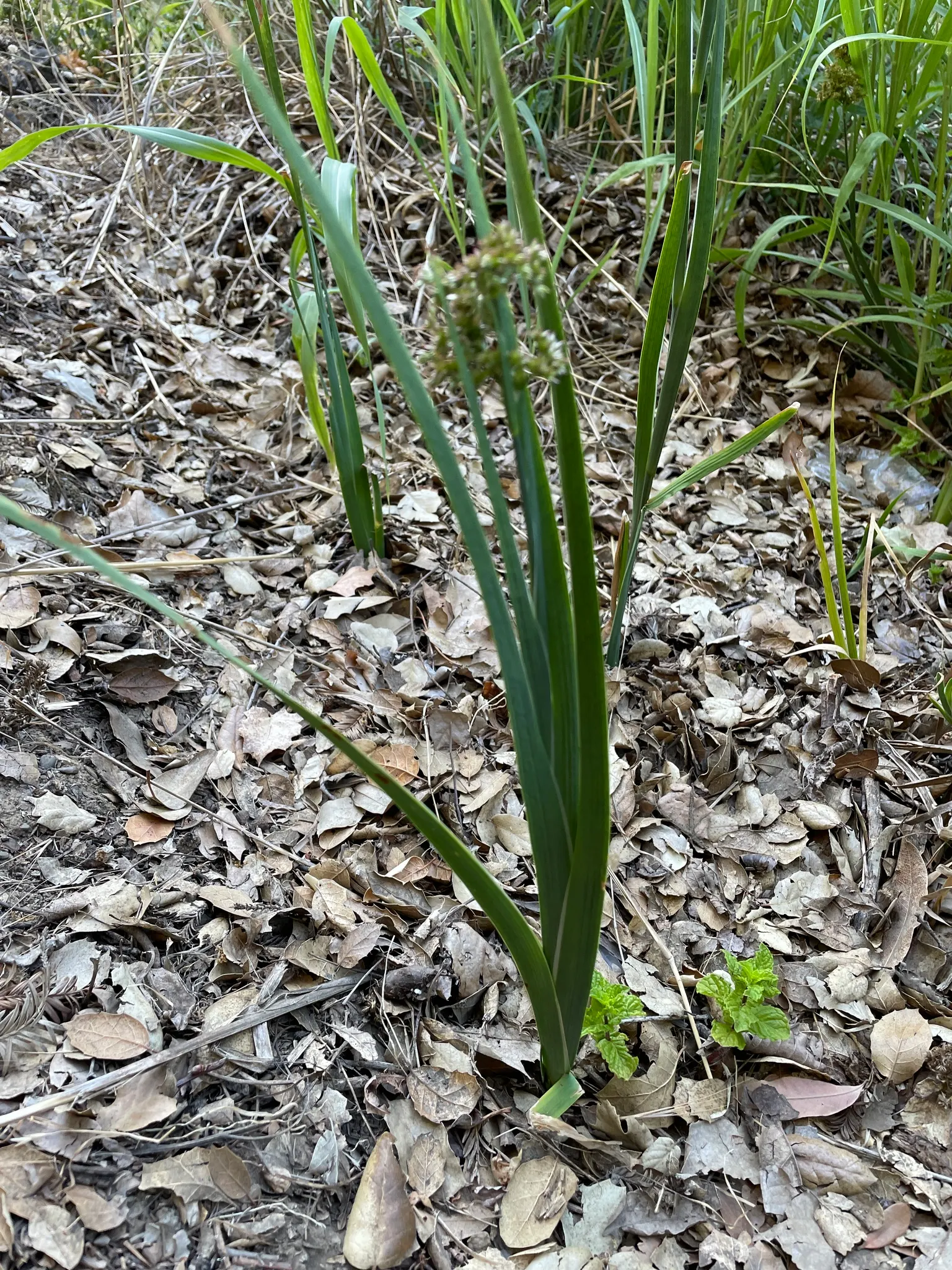 Iris-leaved Rush (Juncus Xiphioides) — It blooms with subtle brown flowers, enhancing its visual appeal in summer landscapes