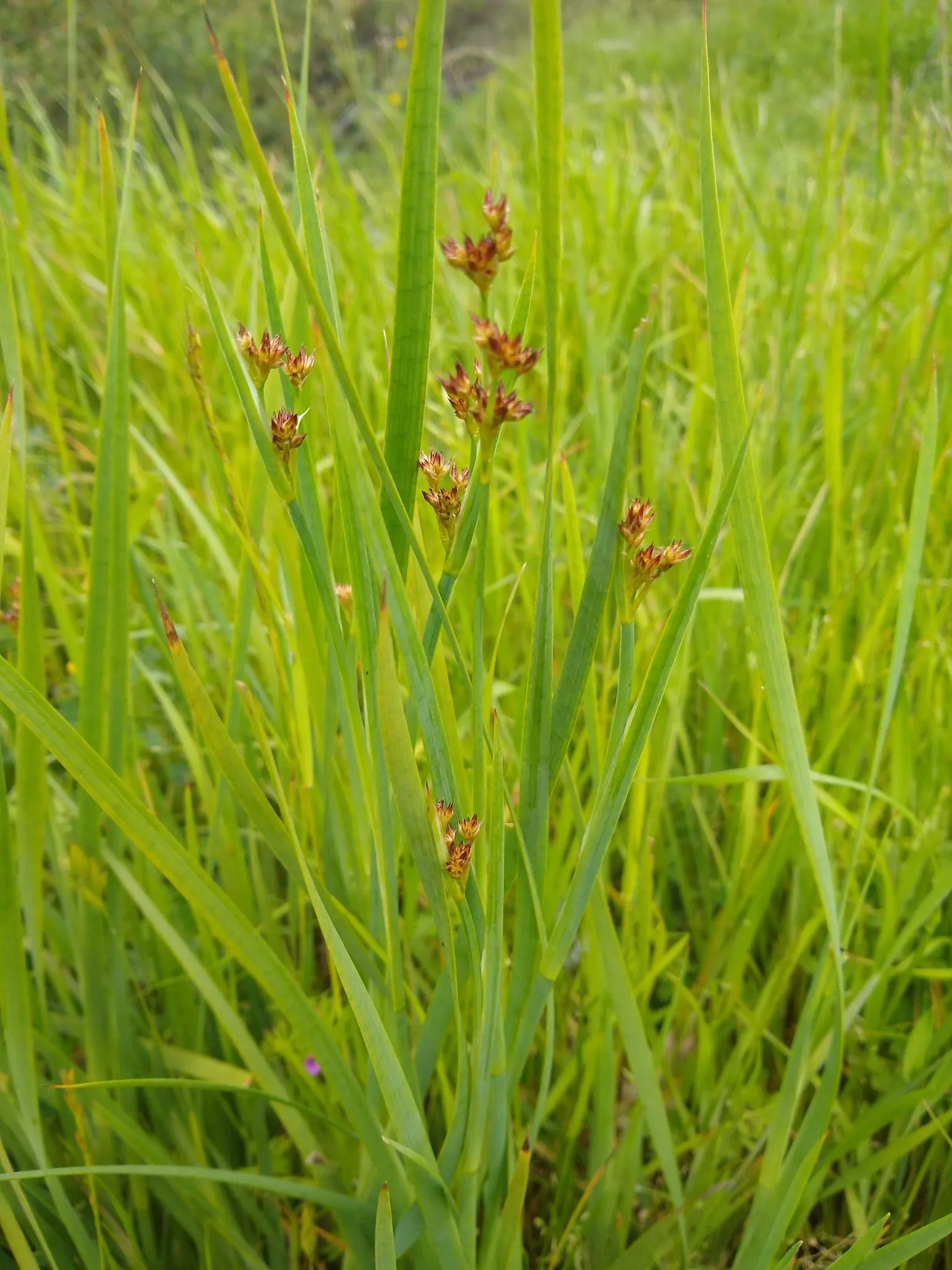 Iris-leaved Rush (Juncus Xiphioides) — this rush adds vertical interest and is low maintenance