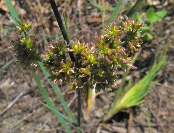 Iris-leaved Rush (Juncus Xiphioides) — Thriving in moist conditions, it reaches 1 to 2 feet in height and spreads up to 1 foot wide