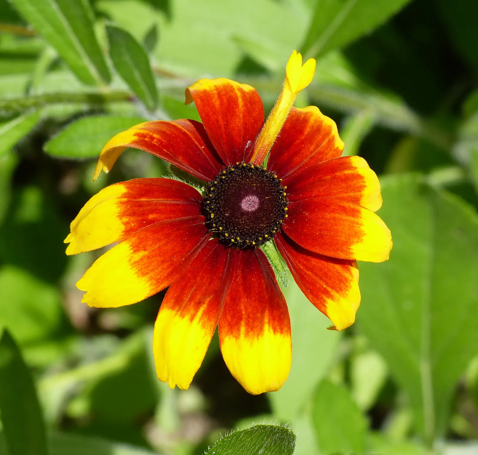 Gloriosa Daisy (Rudbeckia Fulgida) — which lasts from midsummer to early fall; the Gloriosa Daisy thrives in full sunlight but can tolerate partial, image 143