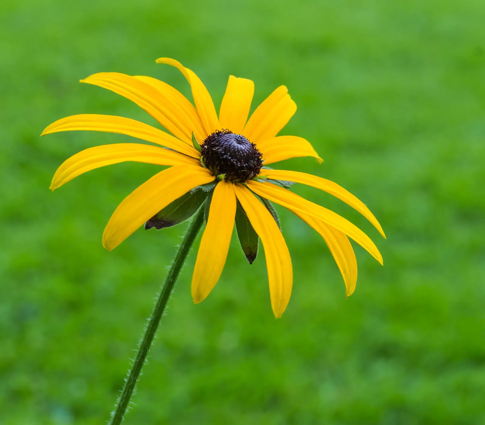 Gloriosa Daisy (Rudbeckia Fulgida) — is a perennial plant renowned for its vibrant and striking appearance; prefers well-drained soils with regular, image 154