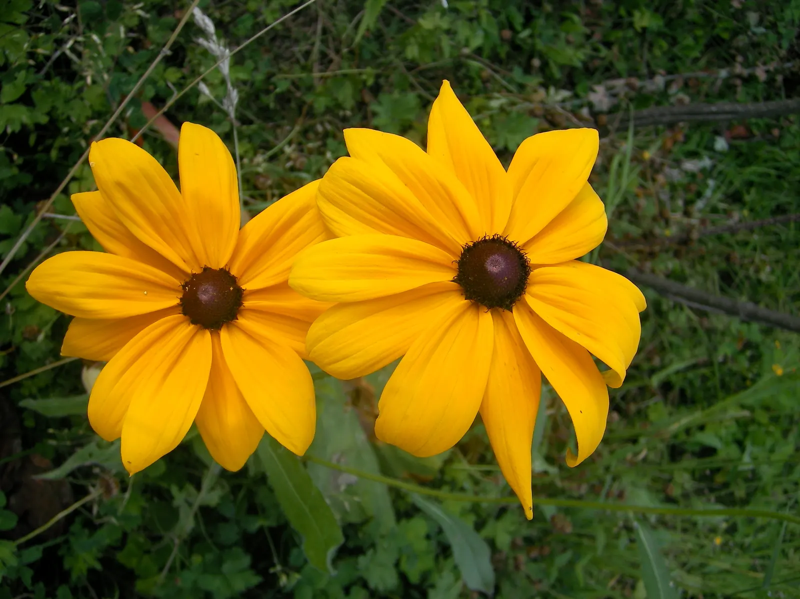 Gloriosa Daisy (Rudbeckia Fulgida) — perennial for full or half; providing not just aesthetic pleasure but also supporting local biodiversity, image 63