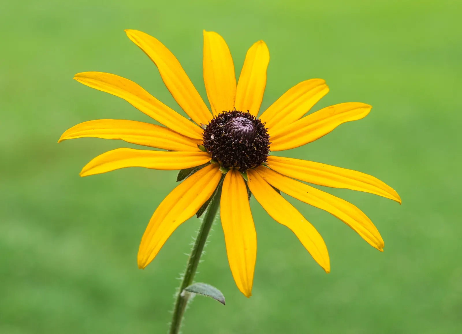 Gloriosa Daisy (Rudbeckia Fulgida) — or as a backdrop in cottage gardens.<br><br>Drought-resistant once established; the Gloriosa Daisy thrives in, image 77