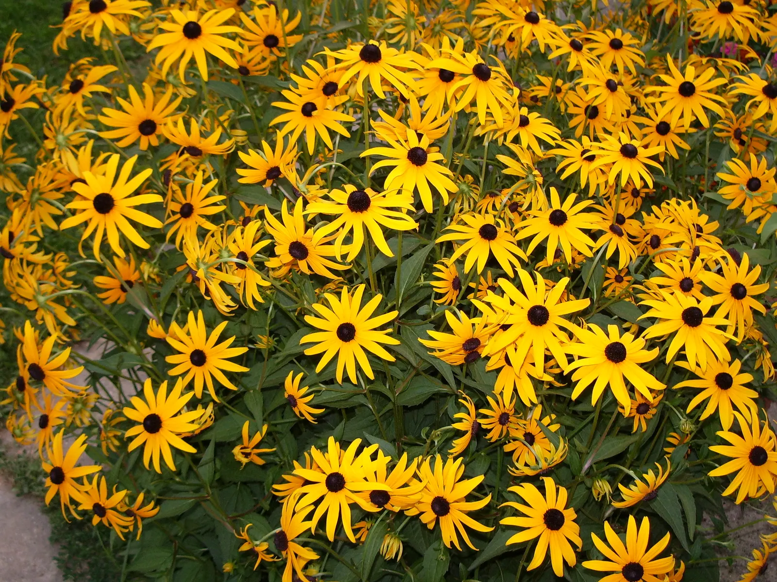 Gloriosa Daisy (Rudbeckia Fulgida) — making it a suitable addition to borders; prefers well-drained soils with regular moisture, image 76
