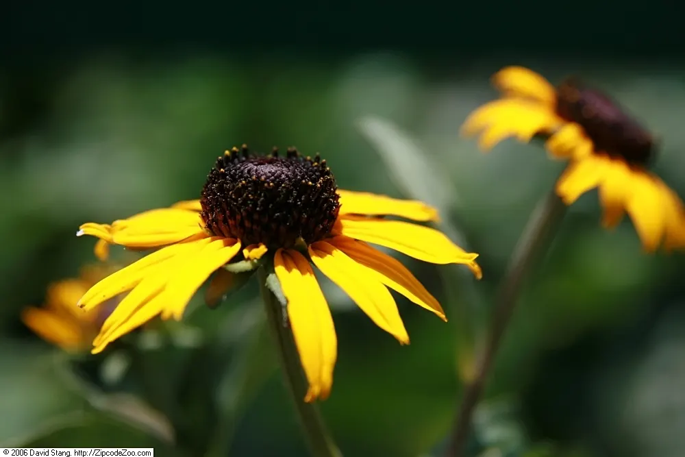 Gloriosa Daisy (Rudbeckia Fulgida) — making it a suitable addition to borders