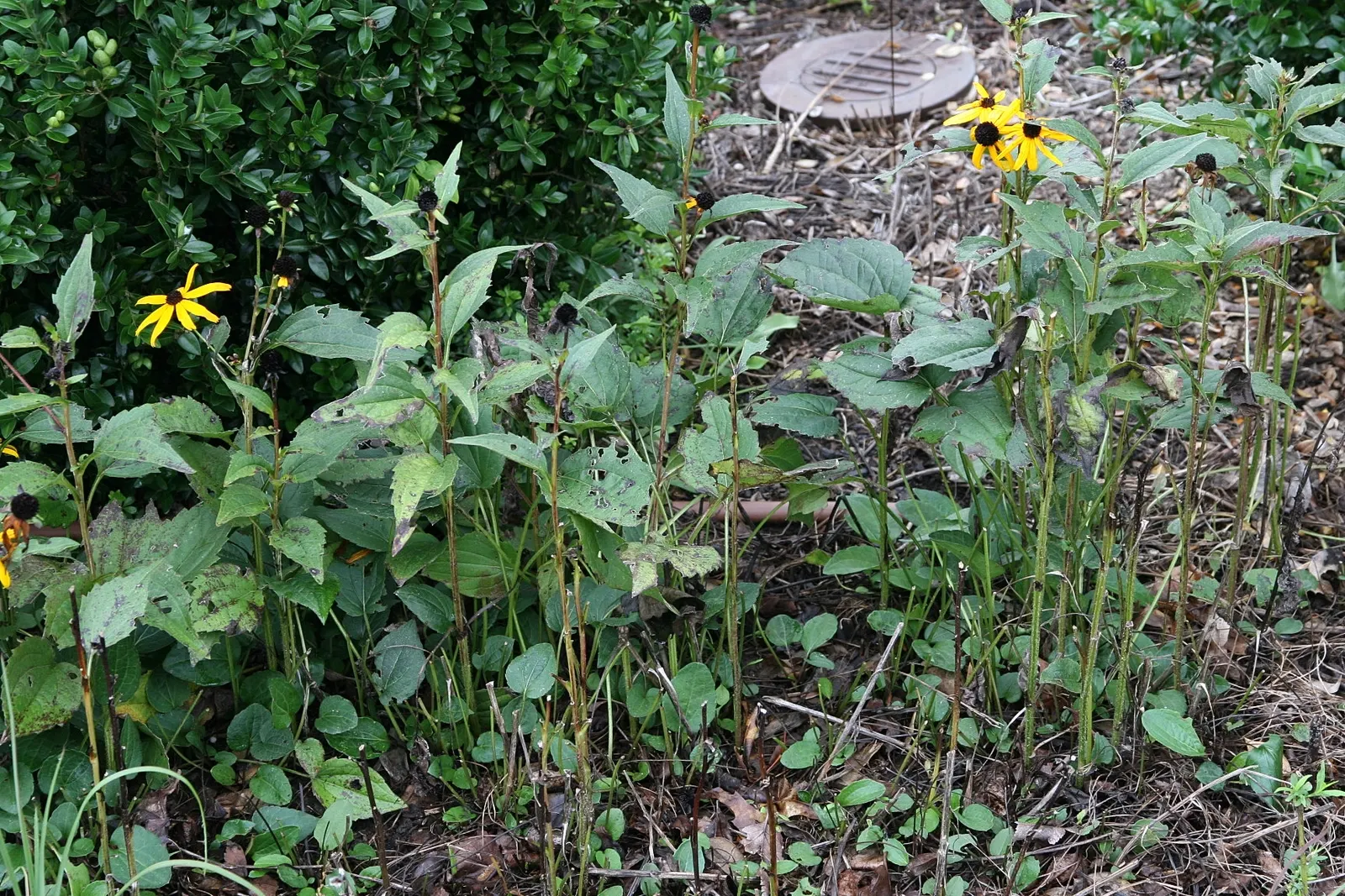 Gloriosa Daisy (Rudbeckia Fulgida) — making it a suitable addition to borders; prefers well-drained soils with regular moisture
