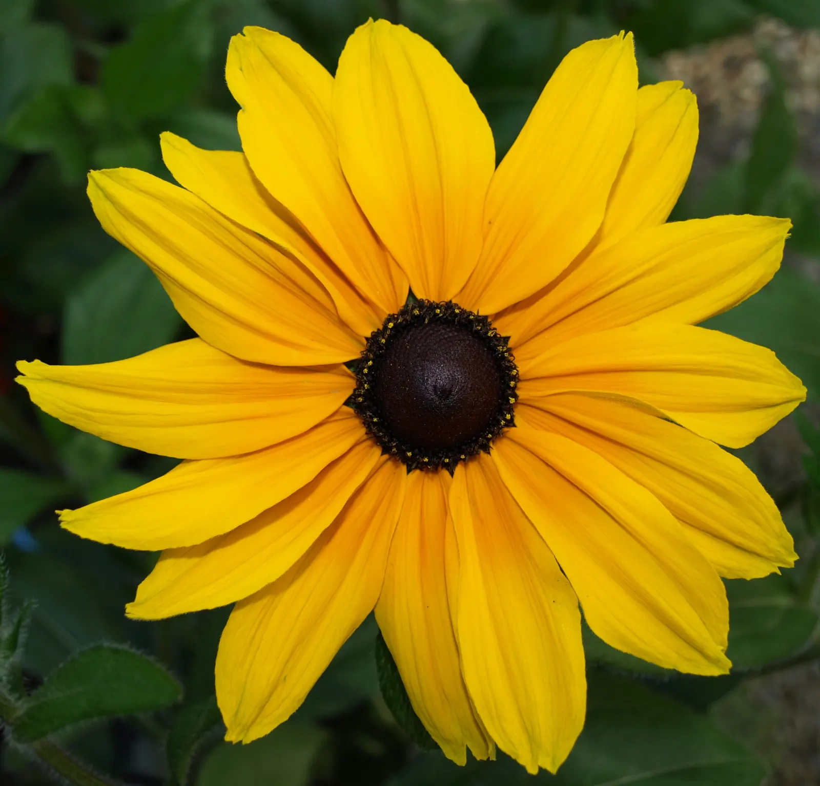 Gloriosa Daisy (Rudbeckia Fulgida) — This hardy plant is characterized by its bold; providing not just aesthetic pleasure but also supporting local biodiversity