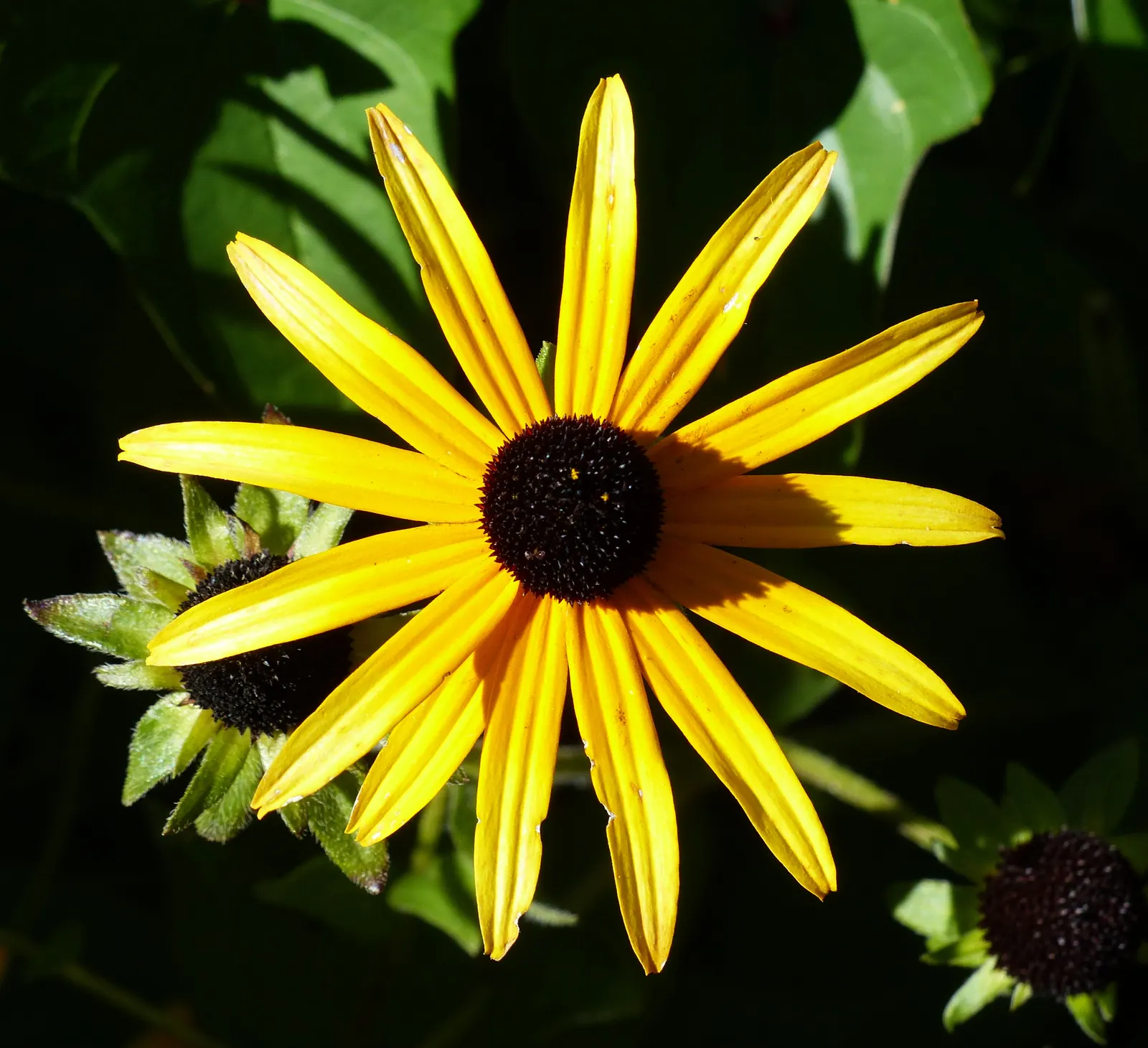 Gloriosa Daisy (Rudbeckia Fulgida) — This perennial thrives in full sun, reaching 2-3 feet in height and spreading up to 1.5 feet; the Gloriosa, image 65